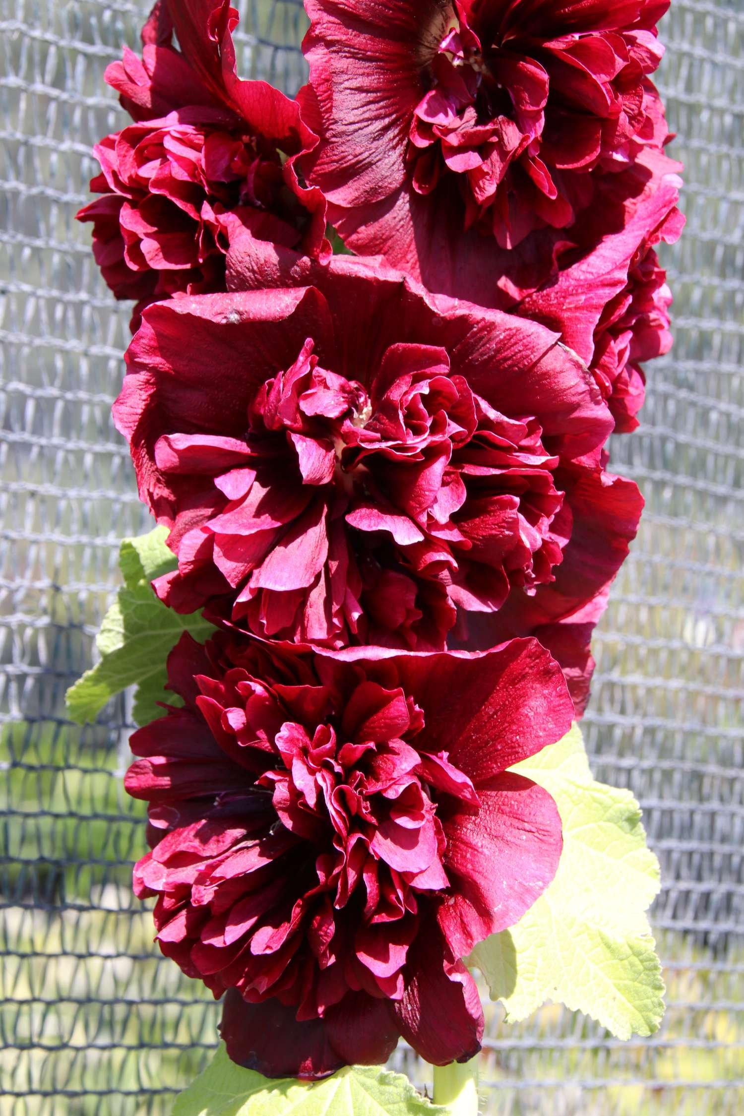 Salkoruusu 'Chater's Double Purple'